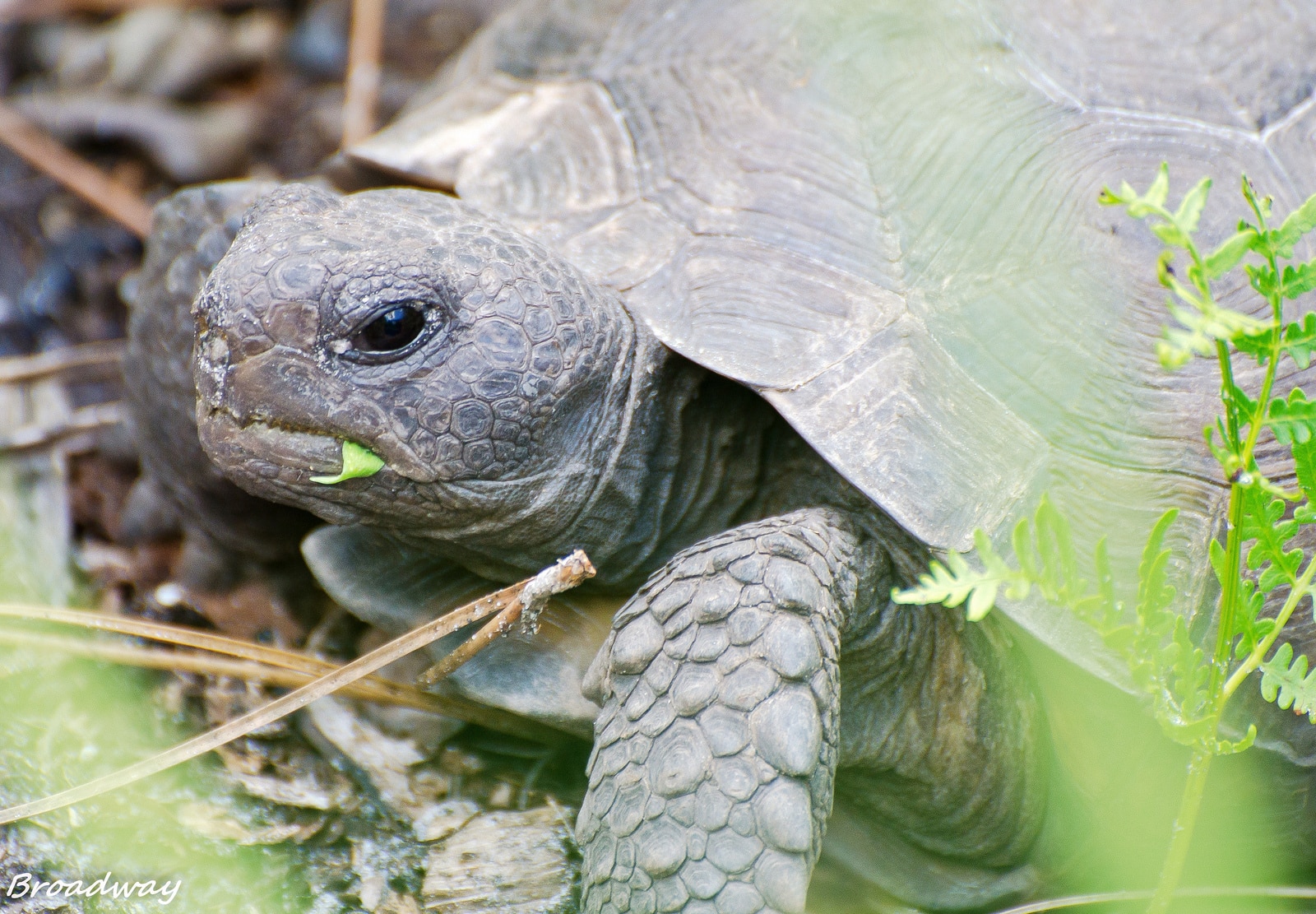 Ma tortue attend des petits conseils et préparation