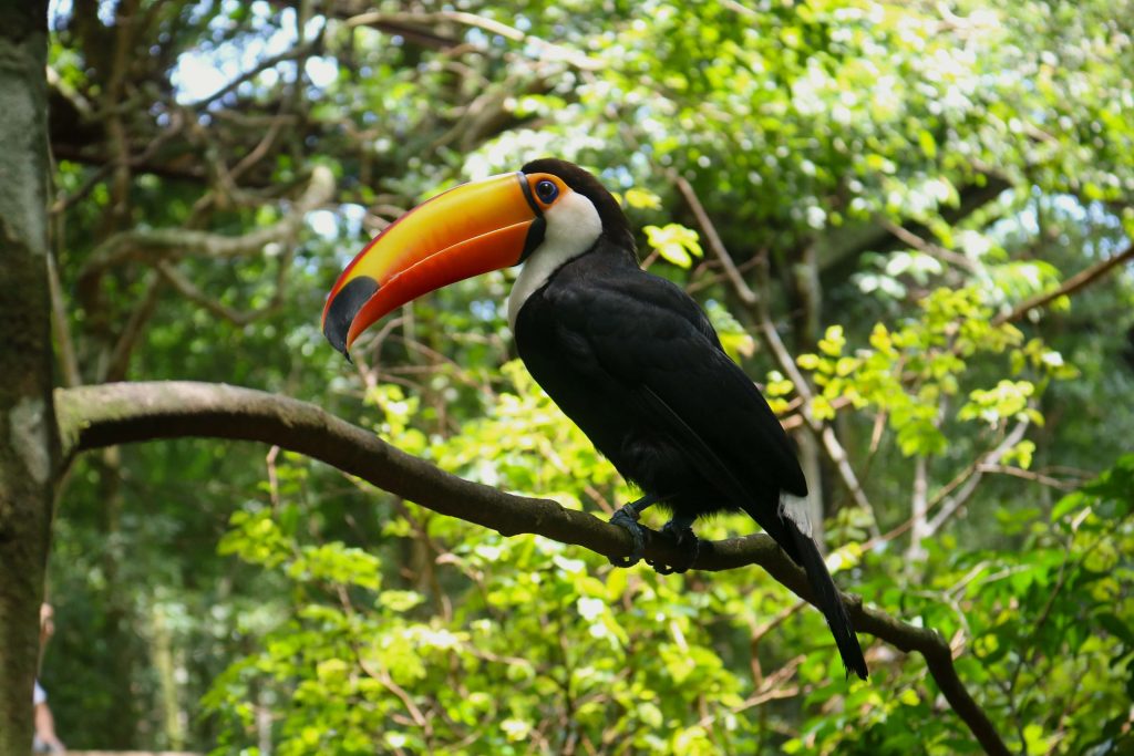 Toucan