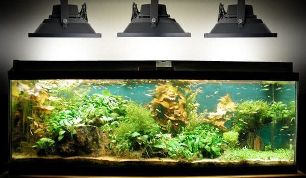 Éclairage LED pour aquarium, conseil et infos