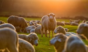Quelles Différences entre Mouton, Brebis, Bélier et Agneau ?