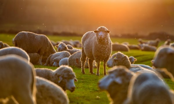Quelles Différences entre Mouton, Brebis, Bélier et Agneau ?