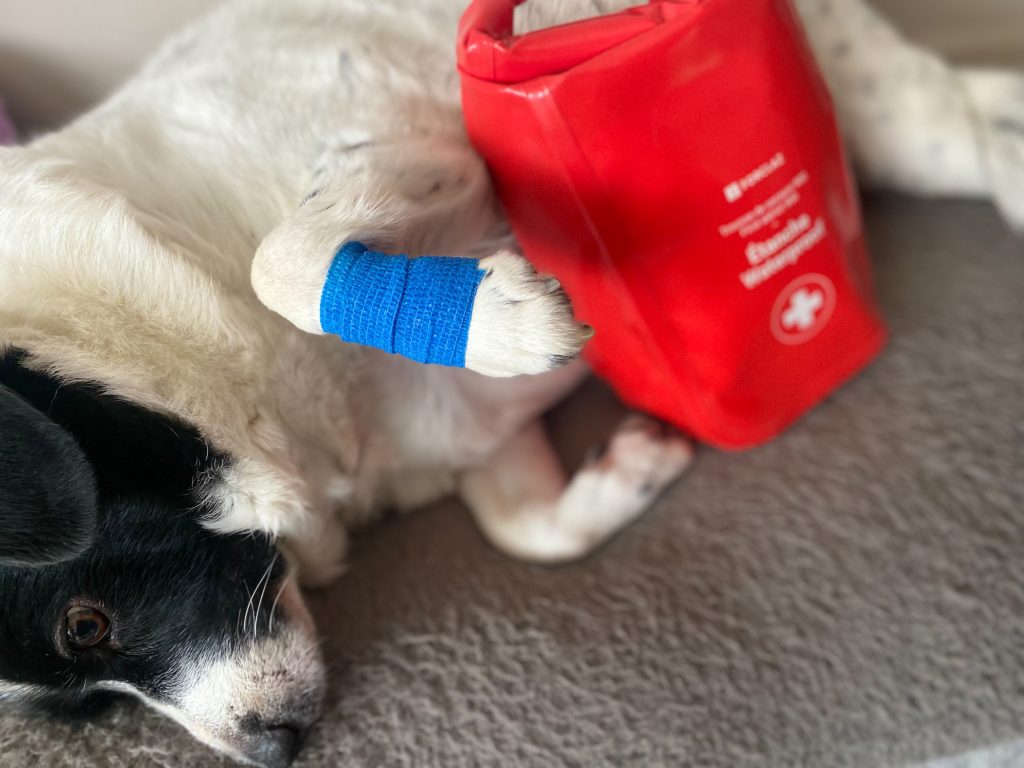 Trousse de secours pour chien