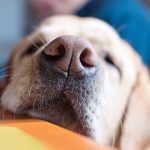 Pourquoi le chien a-t-il la truffe humide ?