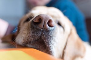 Pourquoi le chien a-t-il la truffe humide ?