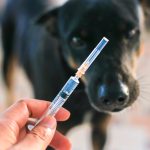 Titrage antirabique du chien : quand et pourquoi le faire ?