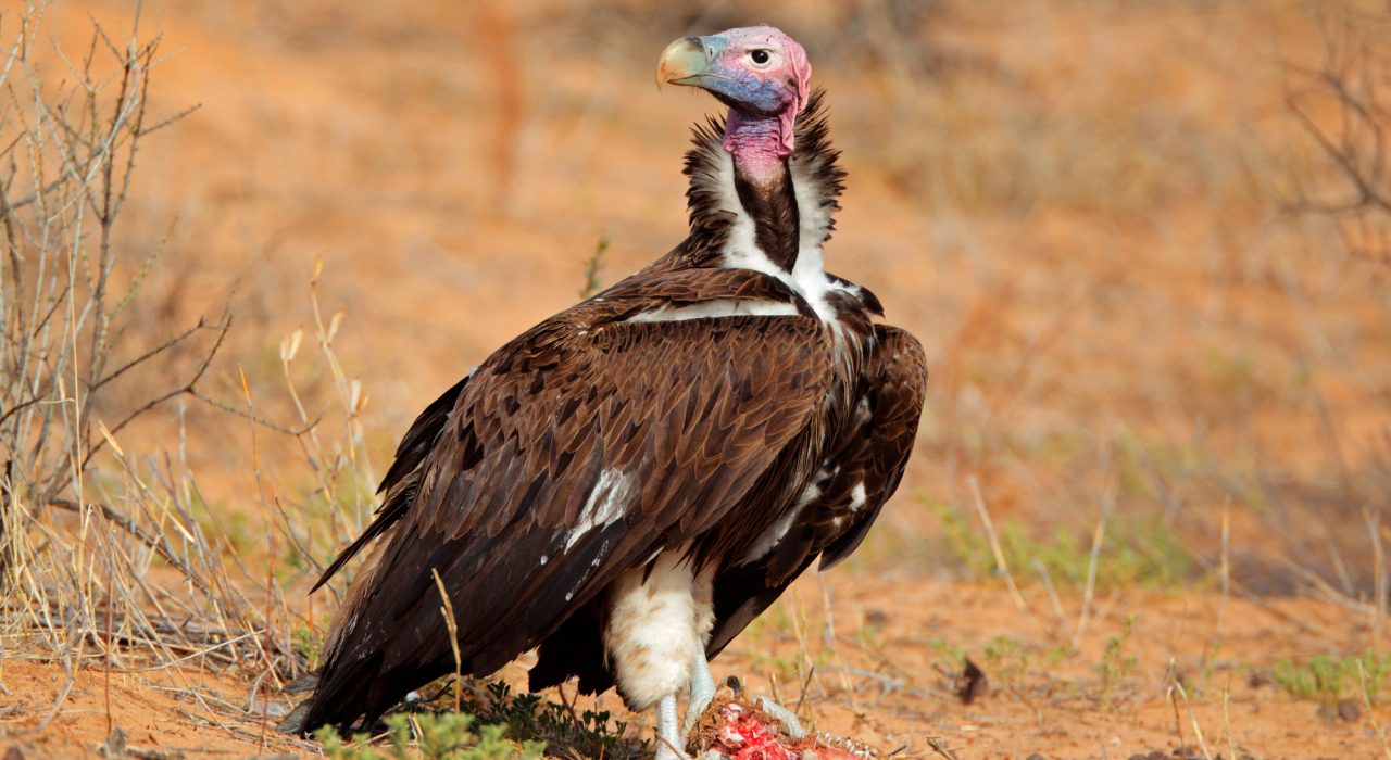 Le vautour : le nettoyeur discret qui veille sur la nature