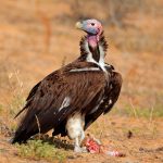 Le vautour : le nettoyeur discret qui veille sur la nature