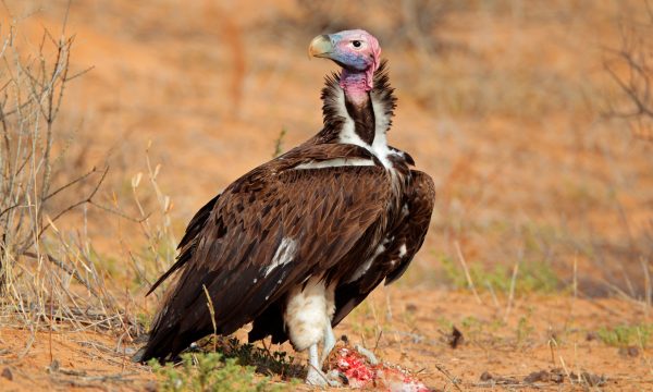 Le vautour : le nettoyeur discret qui veille sur la nature