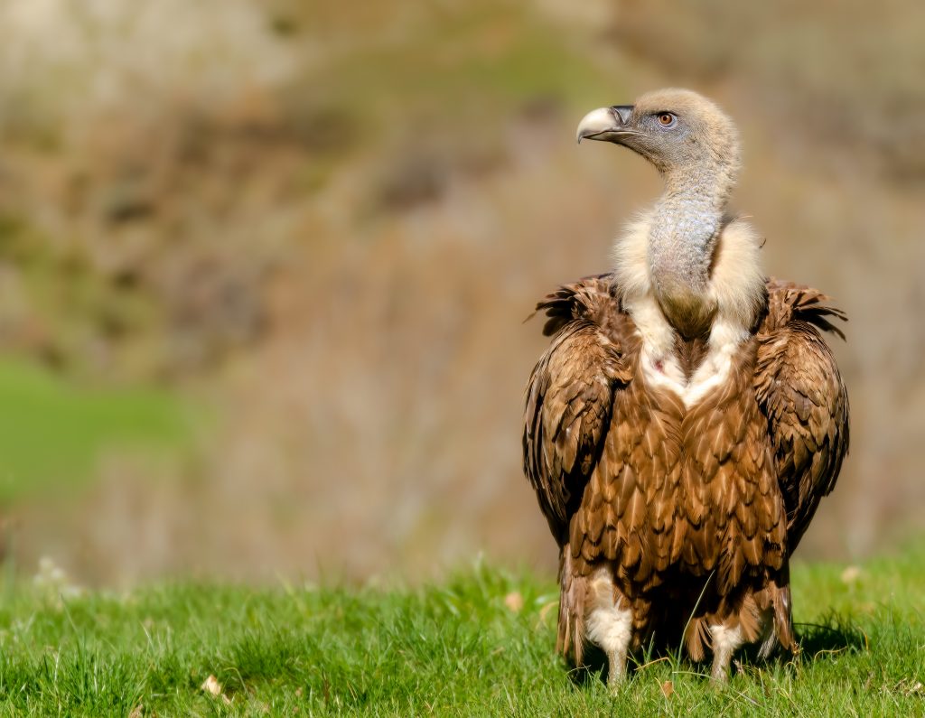 Vautour fauve des pyrénées