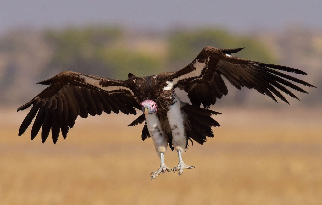 vautour oricou