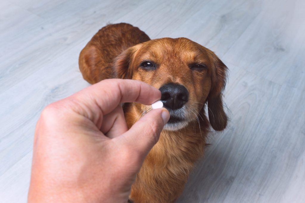 Vermifuge en cachet pour chien