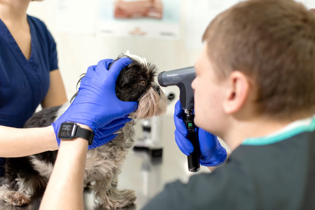 Vétérinaire qui examine les yeux d'un chien atteint d'une cataracte
