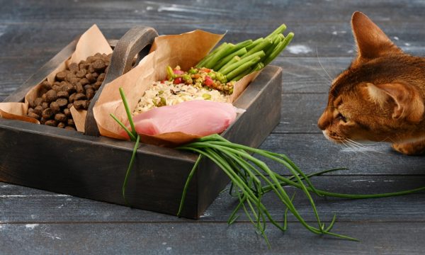Pourquoi passer à une alimentation bio pour son chat ?
