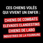 Trafic et vol de chiens : qui sont les trafiquants de ce réseau ?