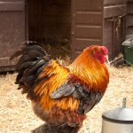 Maladies des poules : causes, symptômes et traitements