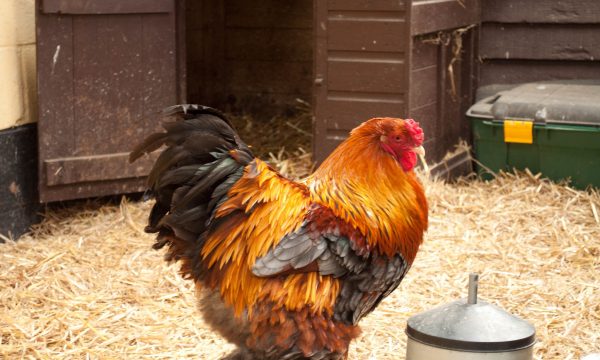 Maladies des poules : causes, symptômes et traitements