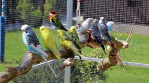 Quelle volière choisir pour ses oiseaux ?