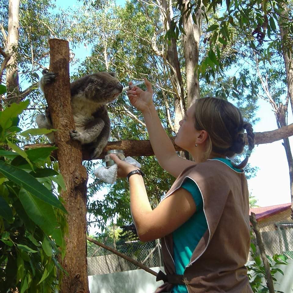 volontaire koalas