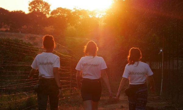 Faire du volontariat animalier à l’étranger