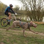 Faire du Cani-VTT avec son chien