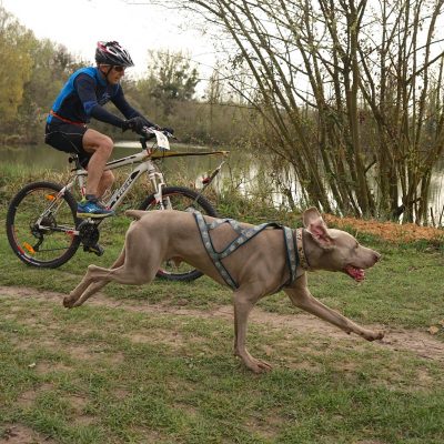 Cani-VTT : Tout Savoir pour faire du vélo avec son chien