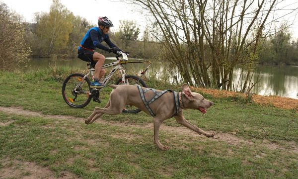 Faire du Cani-VTT avec son chien