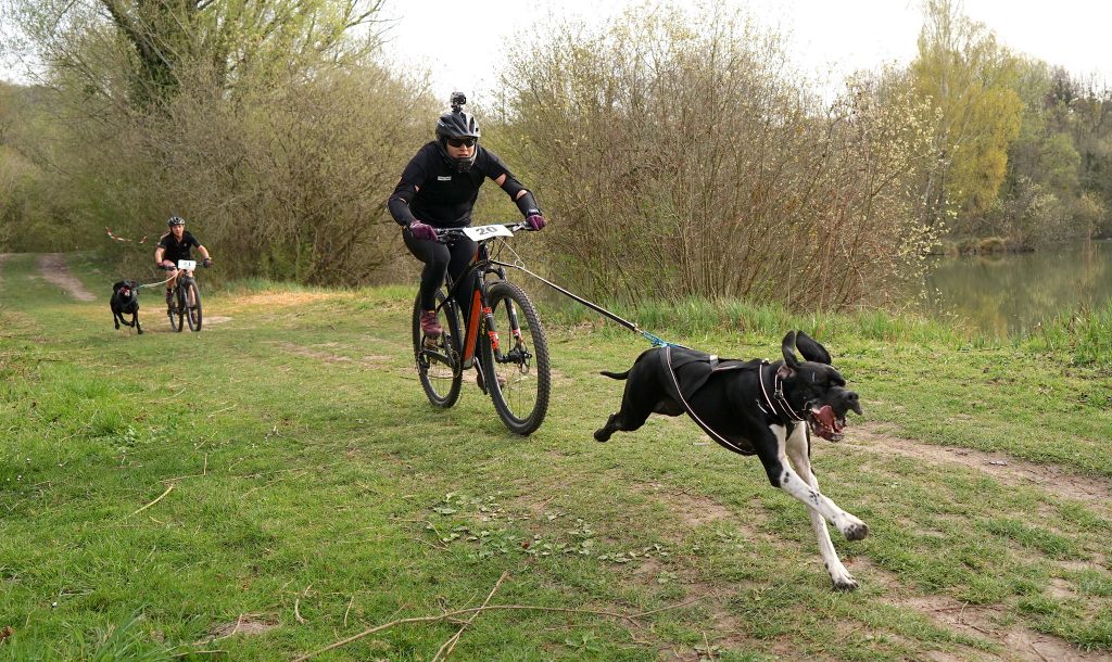 Vtt et chien