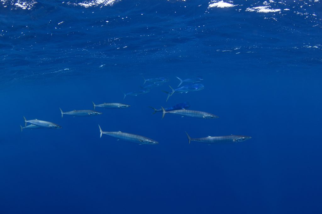 Poisson Wahoo dans l'océan indie