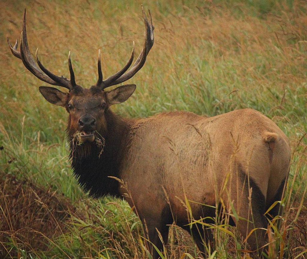 Wapiti de Rossevelt