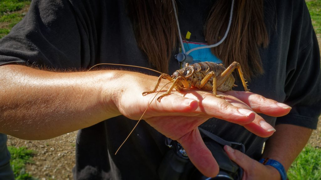 weta géant