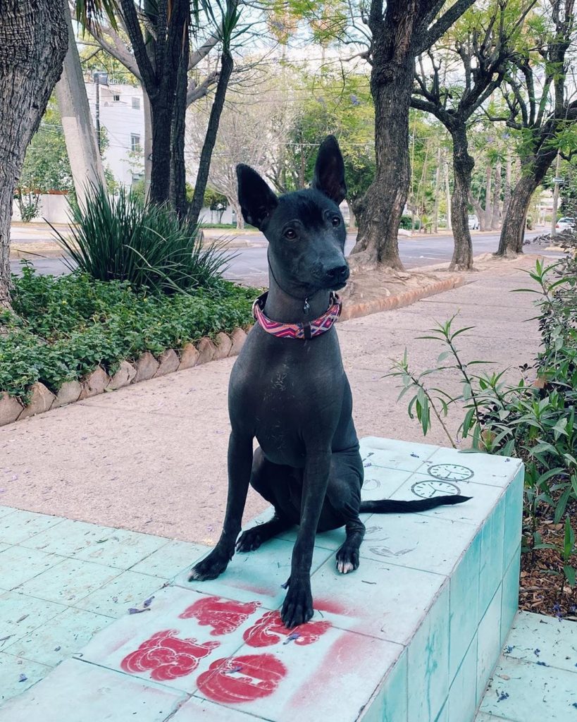 xoloitzcuintle