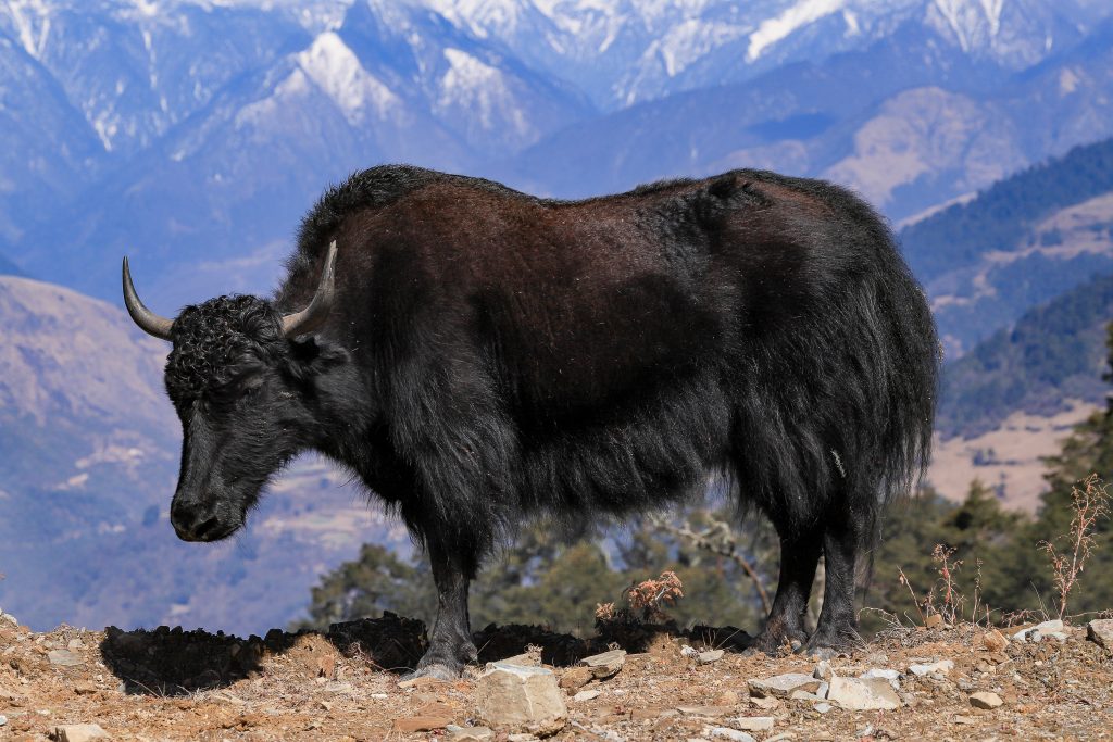 Yack de l'Himalaya