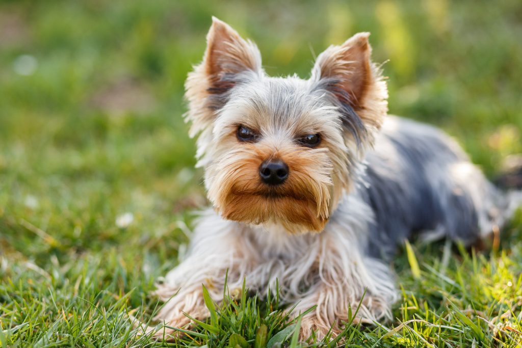 Yorkshire Terrier