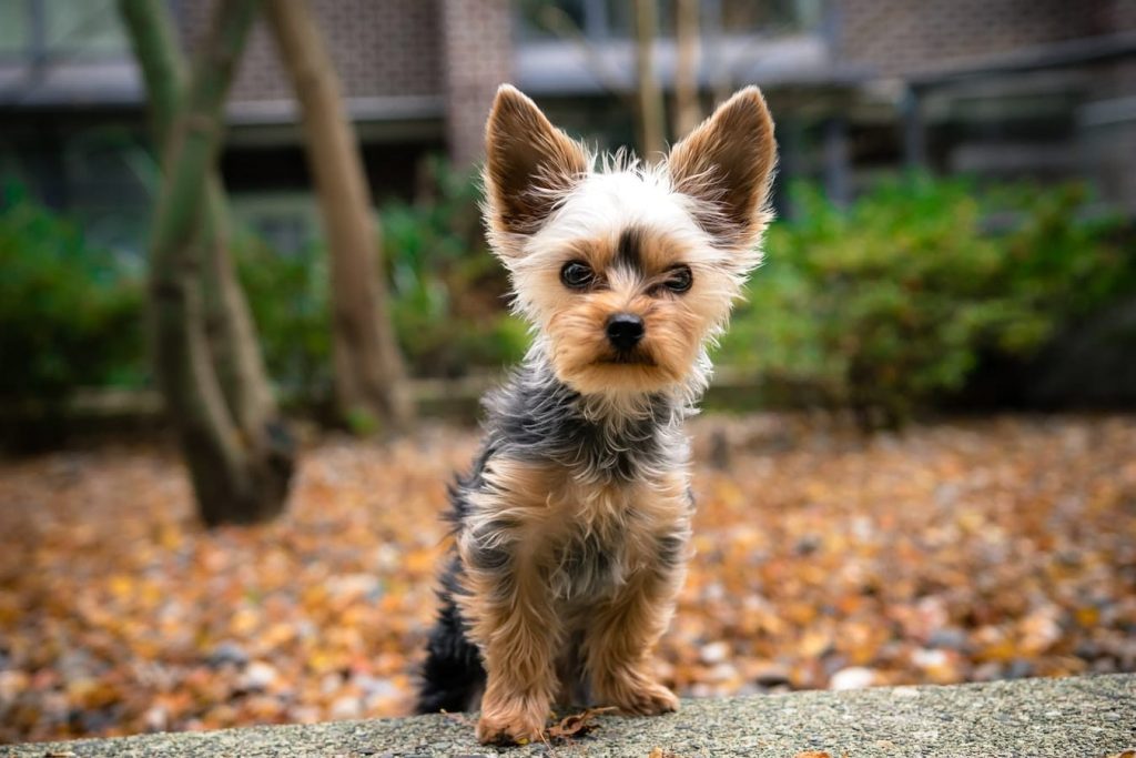 Yorkshire terrier